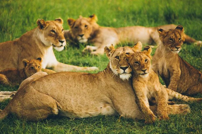 8-Day Mid Range Safari & Zanzibar Beach Extension - Tanzania safari gallery image