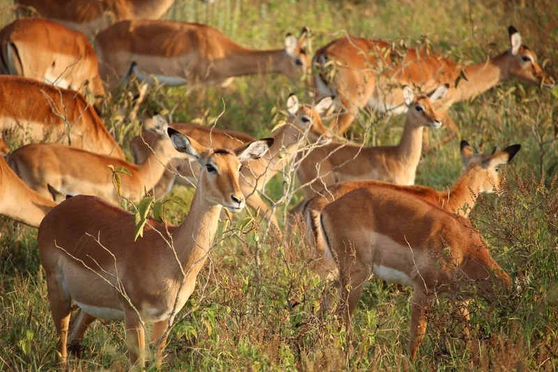 14-Day Safari Adventure & Zanzibar Holiday - Bestseller - Tanzania safari