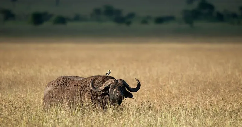 Experience the Ultimate 9-Day African Big 5 Budget Joining Adventure gallery image
