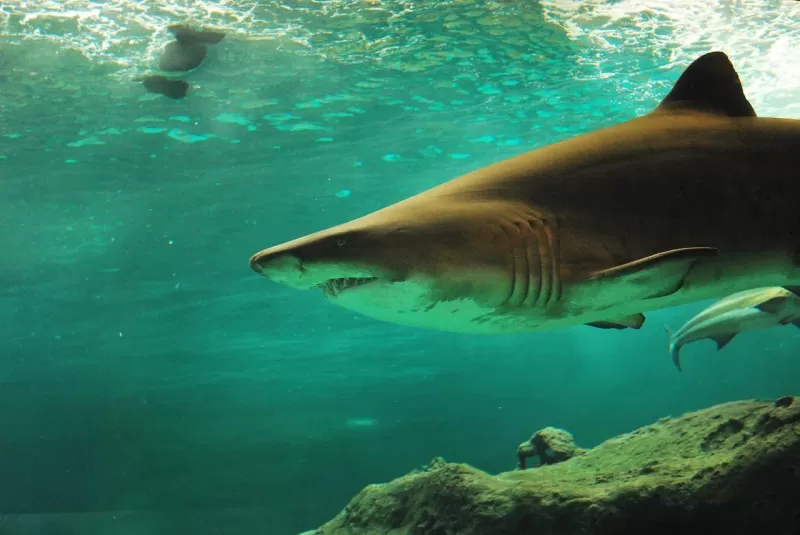 ½-Day Cape Town-Sharks Cage Diving gallery image