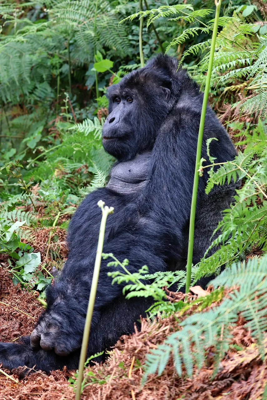 7-Day Bugdet Tour in Uganda-uganda gallery image
