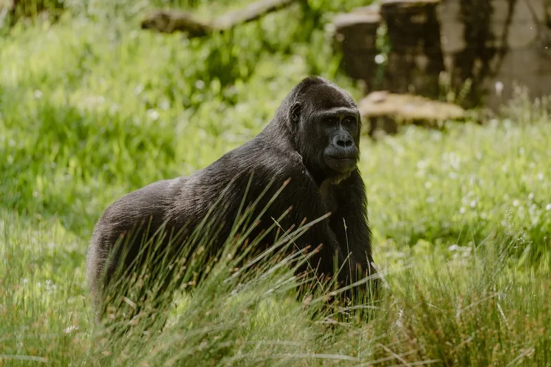 5-Day Golden Monkeys, Bwindi Gorilla & Kibale Chimp Trek - Rwanda gallery image