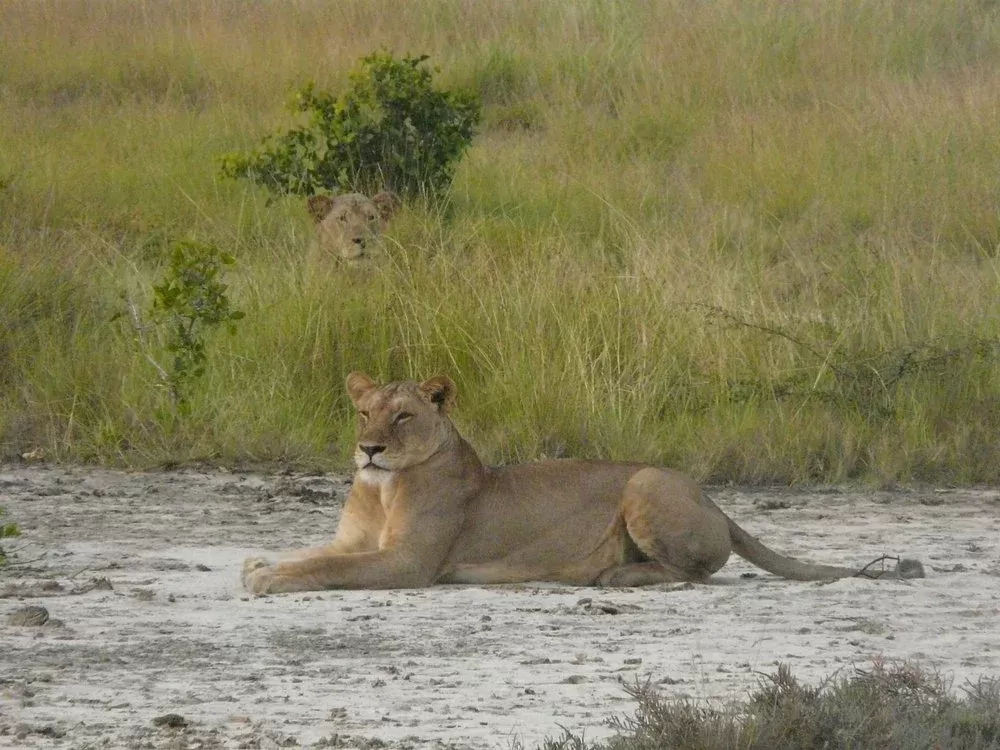 3 Days Classic Safari Saadani & Boat Safari hero photo