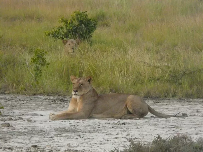 3 Days Classic Safari Saadani & Boat Safari