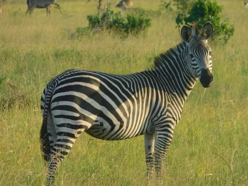 3 Days Historical Bagamoyo and Saadani NP Beach Safari