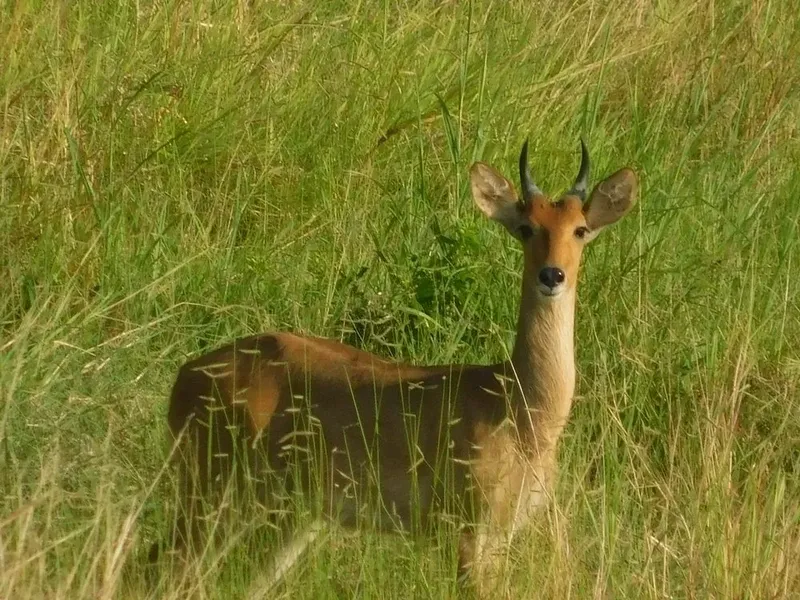3-Day Mikumi Safari Adventure - Start & End in Zanzibar - Tanzania safari gallery image