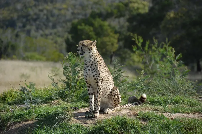 1-Day To a Thrilling Wildlife Adventure at Mikumi - Tanzania safari gallery image