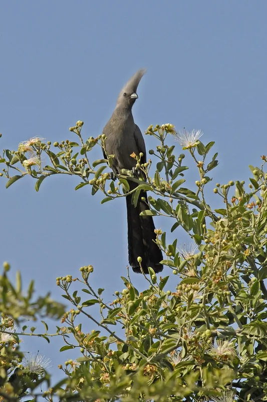 10-Day Botswana National Parks gallery image