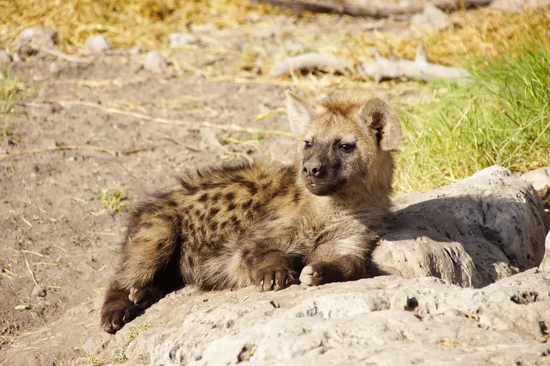 Experience 1-Day Epic Trip to Mikumi National Park by Sgr Train gallery image