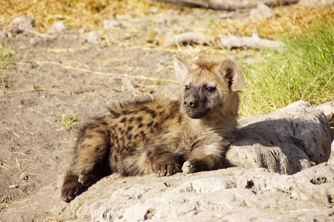 1-Day Amboseli National Park from Nairobi - Kenya tours gallery image