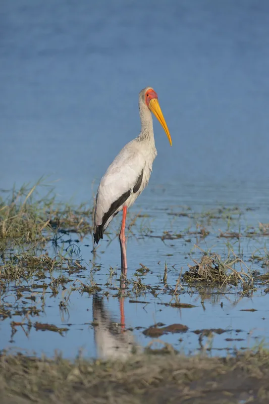 10-Day Botswana National Parks gallery image