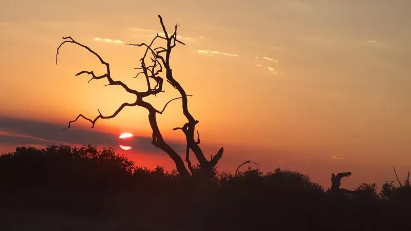 5-Day Luxury Safari in Masai Mara - Kenya safaris