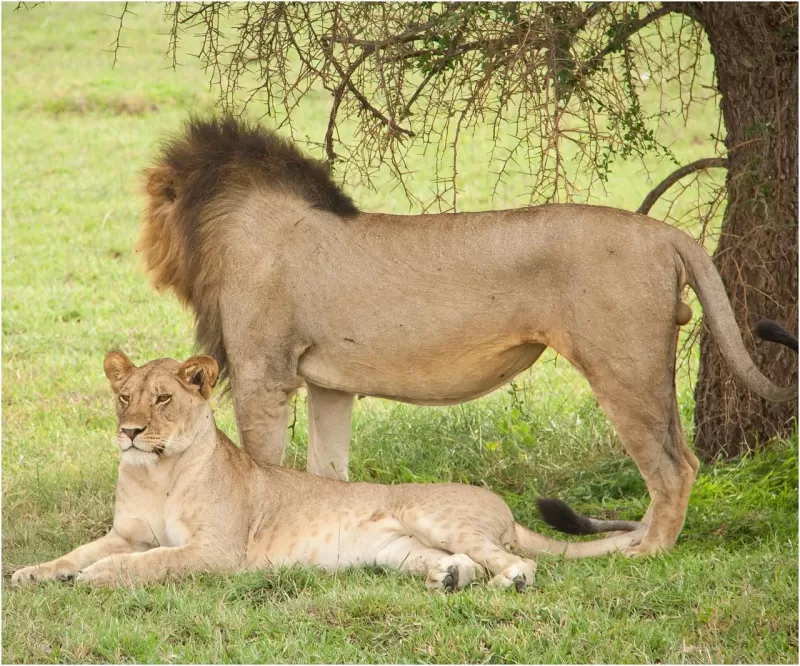 2-Day Budget Camping in Chobe with Boat Cruise gallery image