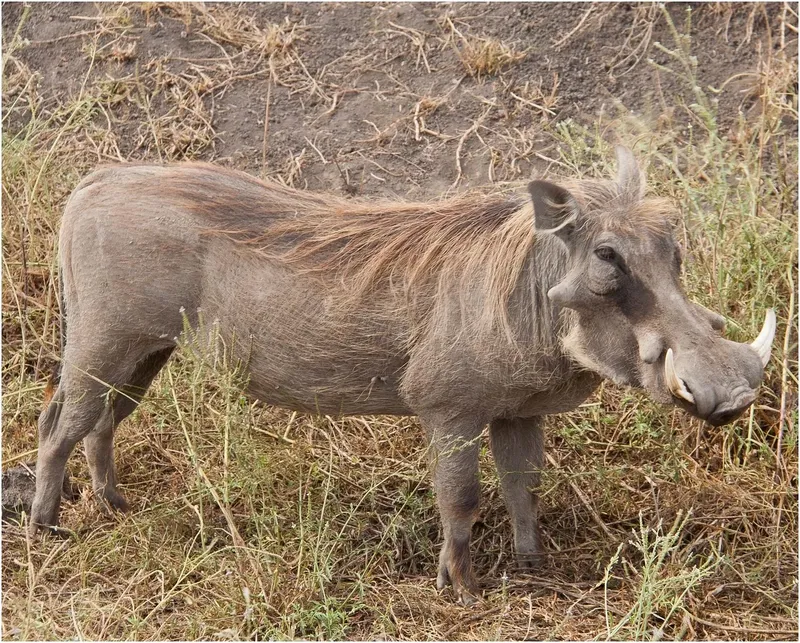 9 Days  Well Balanced Big Five Trails gallery image