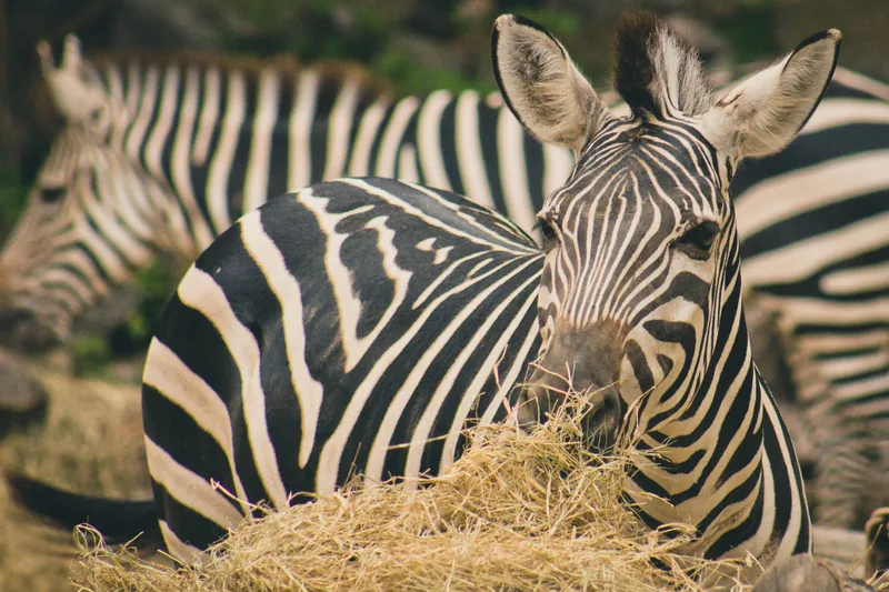 3-Day Serengeti-Ngorongoro -Tarangire Safari from Zanz'B - Tanzania safari