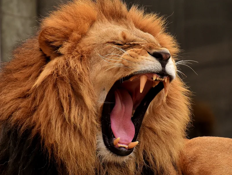 13-Day Kenya Safari and Zanzibar Holiday Tour - Tanzania safari