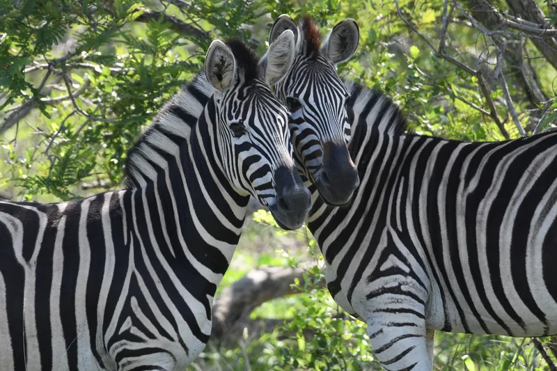 13-Day From Kenya to Tanzania and Zanzibar - Tanzania safari