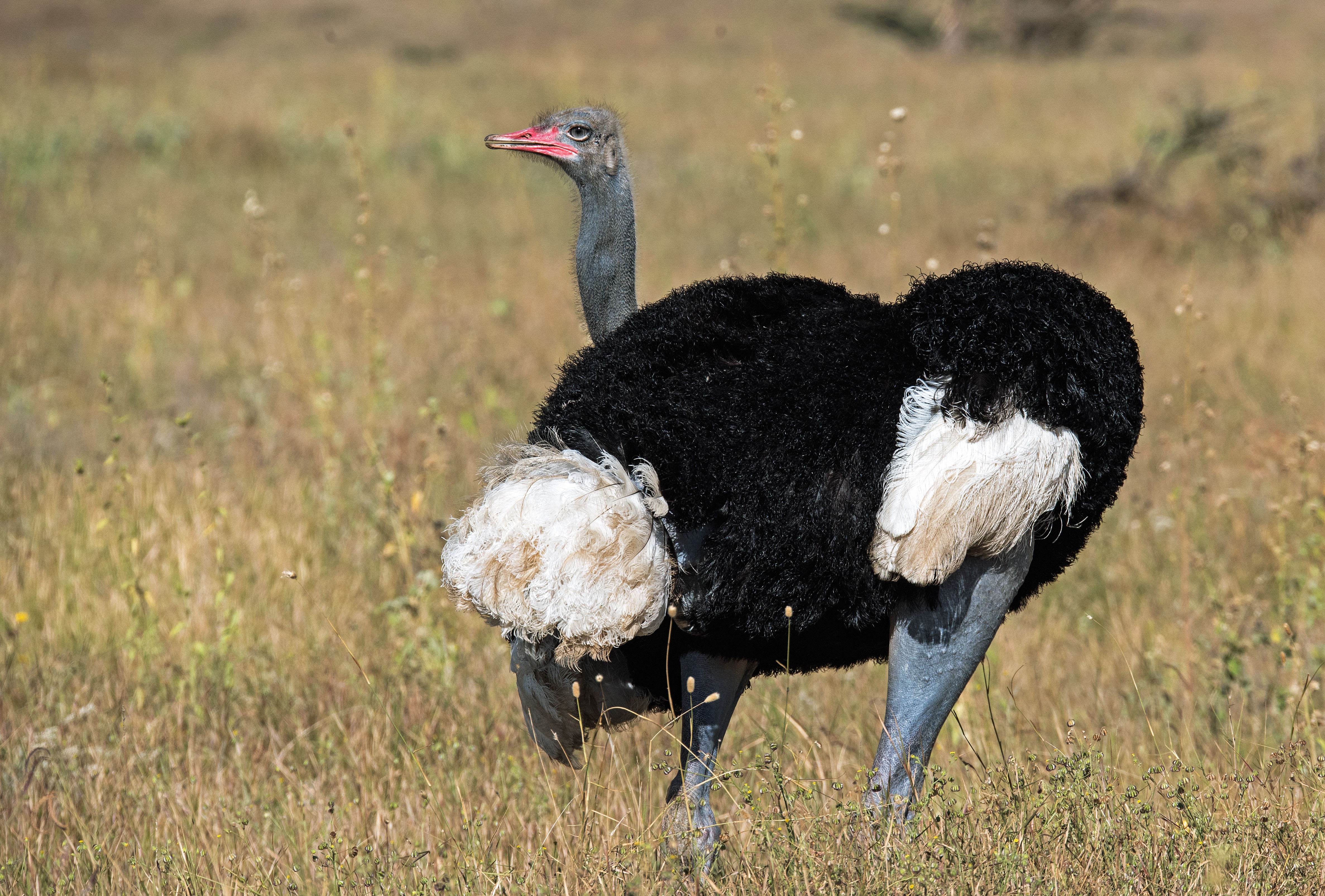 14-Day Comfort Safari & Authentic Cultural Experience - Tanzania safari gallery image