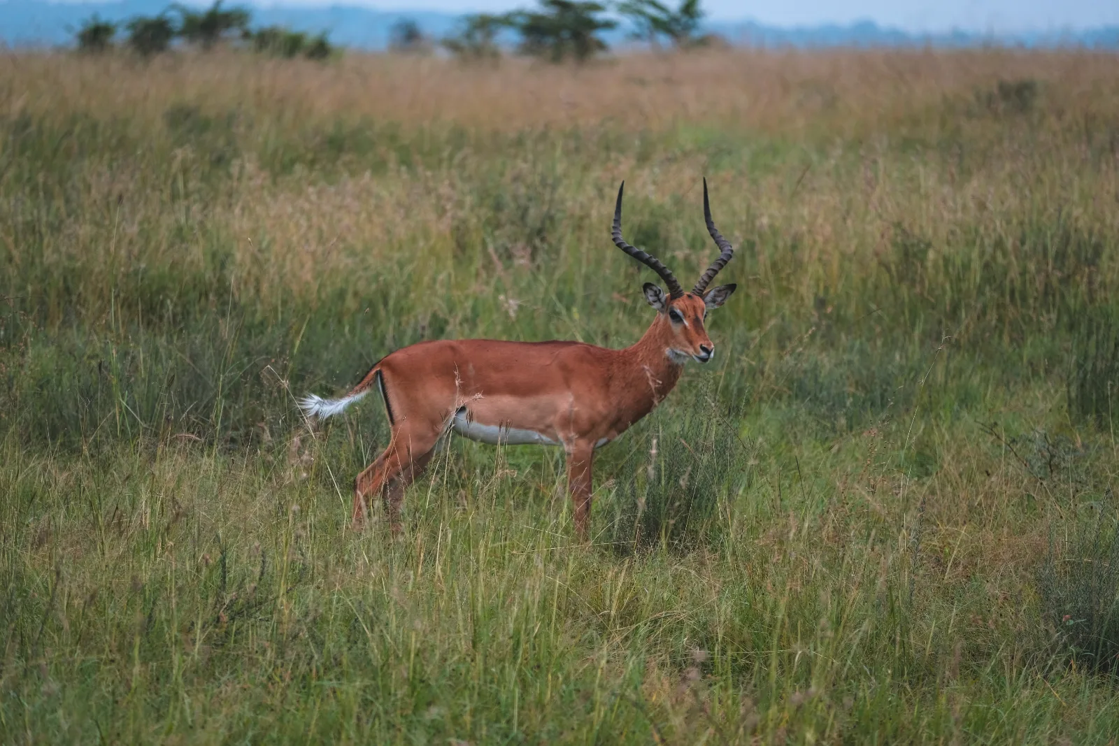 1-Day Nakuru National Park Private Tour - Kenya safaris gallery image
