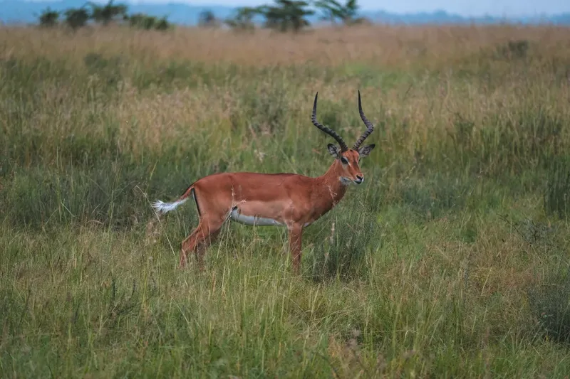 2-Day Captivating Amboseli National Park Mid Range Tour - Keanya safaris gallery image