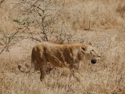 Immerse yourself in 4-Day Budget Safari Tarangire, Serengeti and Ngorongoro Crater Tour