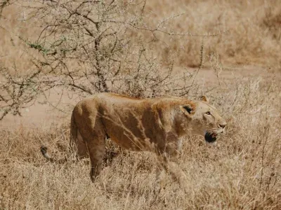 Immerse yourself in 4-Day Budget Safari Tarangire, Serengeti and Ngorongoro Crater Tour