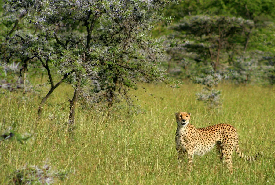 1-Day Trip Remarkable Tarangire National Park Experience gallery image