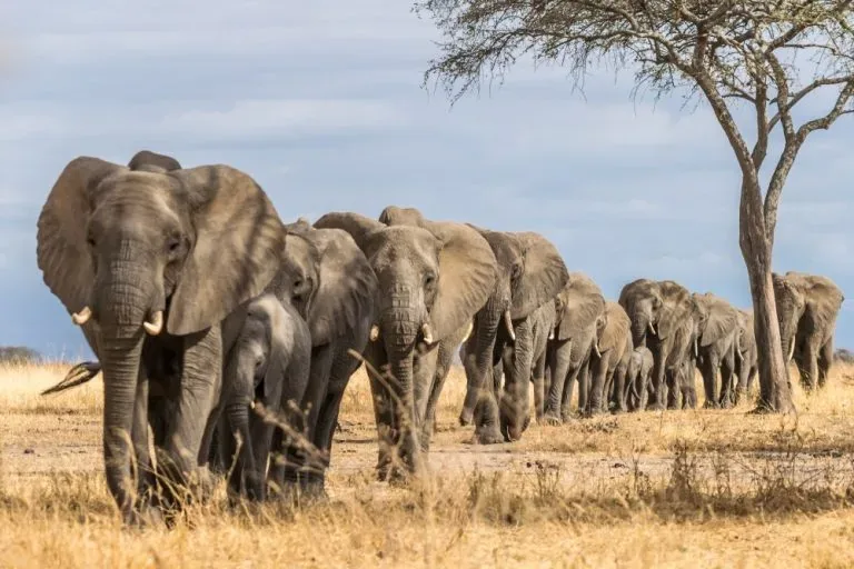 2-Day Shared Safari Tarangire & Ngorongoro Crater from Arusha