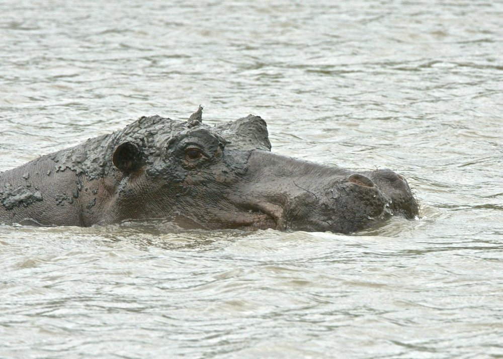 4 Days From Savannah to Coast Safari Budgete Safari gallery image