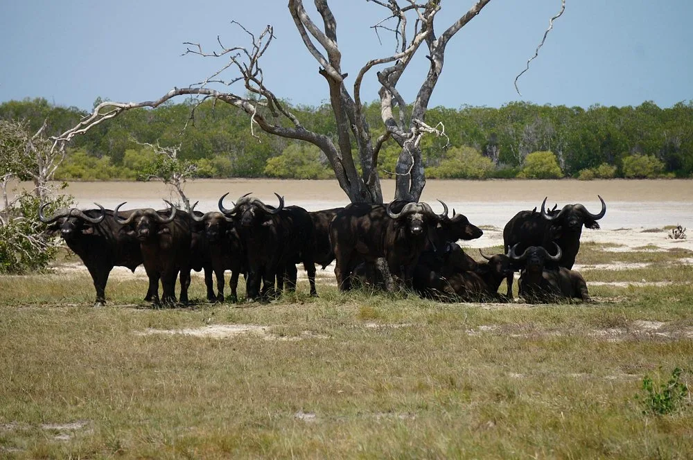 2 Days Saadani Wildlife Safari by the Ocean gallery image