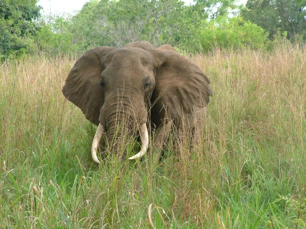 3 Days Classic Safari Saadani & Boat Safari gallery image