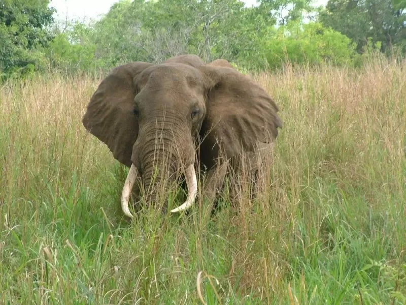 3 Days Classic Safari Saadani & Boat Safari gallery image