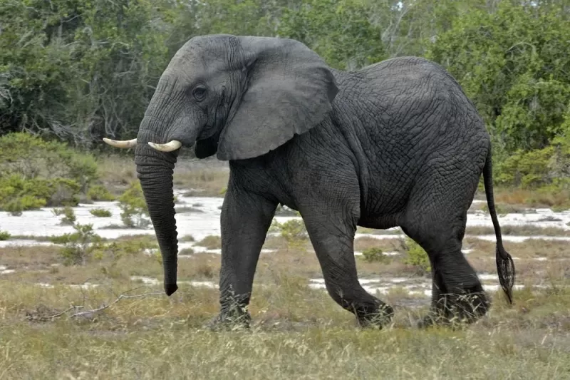 4 Days Saadani NP & Nyerere NP by Jeep from Bagamoyo gallery image