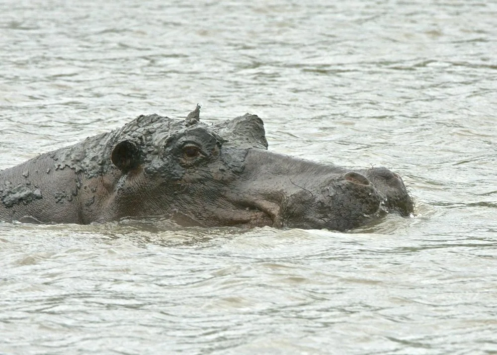 4 Days Saadani NP & Nyerere NP by Jeep from Bagamoyo gallery image