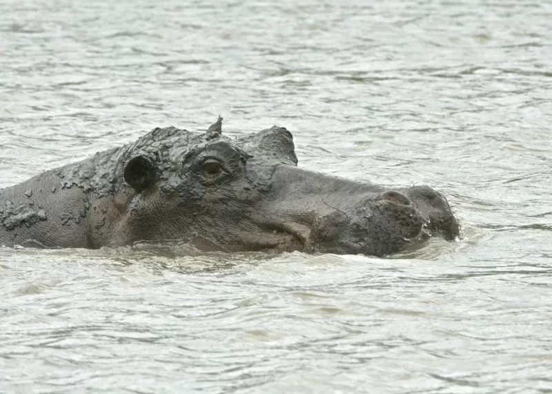 4 Days Saadani NP & Nyerere NP by Jeep from Bagamoyo gallery image