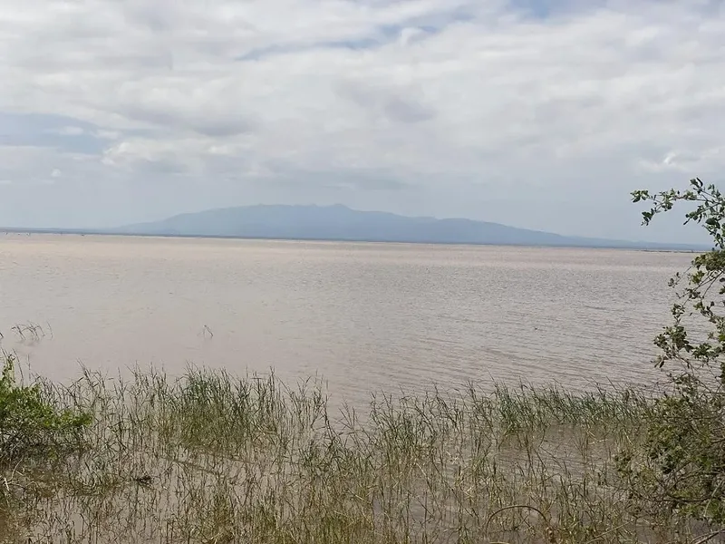 Lake Manyara National Park Shared Day Trip  -  Tree Climbing Lions & Wildlife Safari