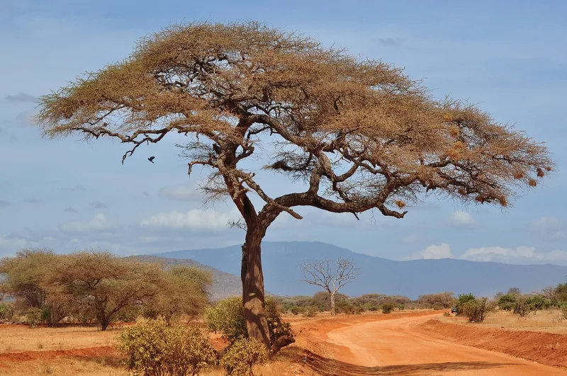 1-Day Fly from Zanzibar to Nyerere National Park - Tanzania safari