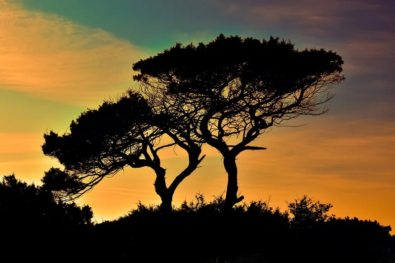 2-Day Safari, Tarangire and Lake Manyara National Park - Tanzania safari
