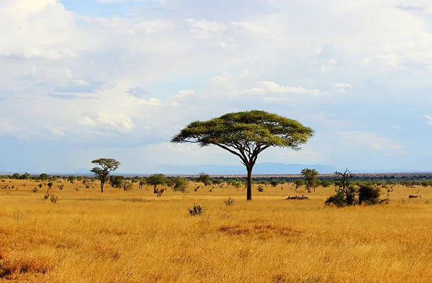 1-Day Group Joining Tour to Tsavo East - Kenya safaris gallery image