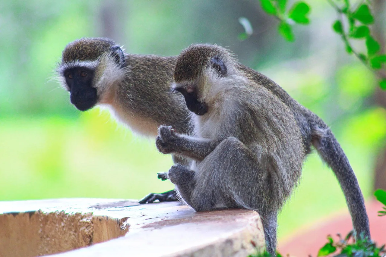 7-Day Bugdet Tour in Uganda-uganda gallery image
