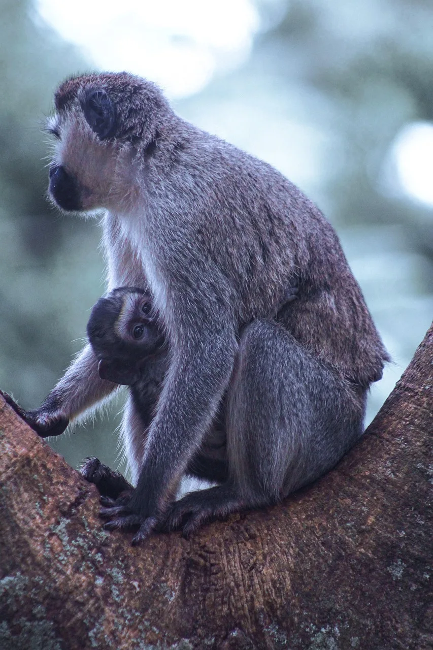 7-Day Bugdet Tour in Uganda-uganda gallery image