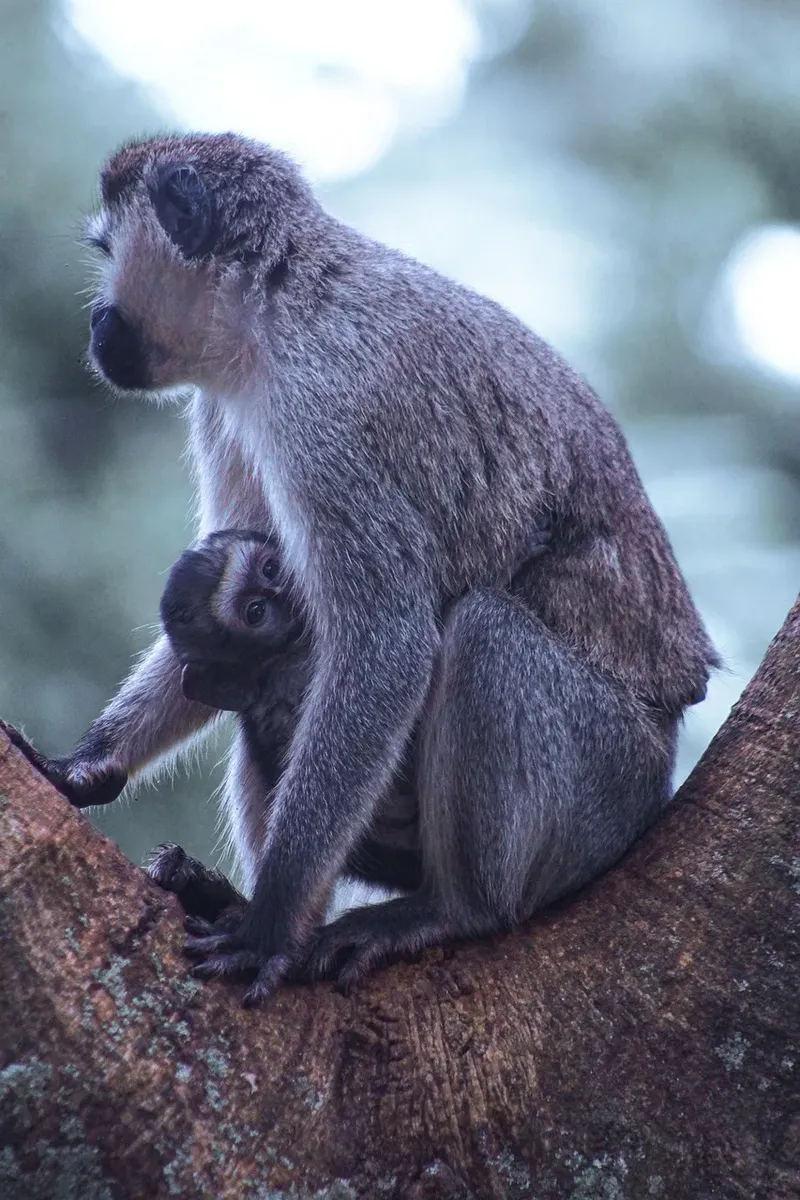 7-Day Bugdet Tour in Uganda-uganda gallery image