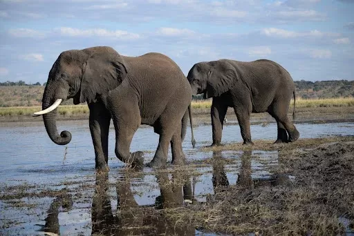 5-Day Tarangire, Serengeti & Ngorongoro Amazing Trip - Tanzania safari