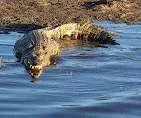 2-Day Chobe and Victoria Falls Combo, from Zimbabwe Side gallery image