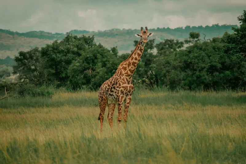 3-Day Gorilla Trekking and Mountain Biking at Lake Kivu - Rwanda Tour