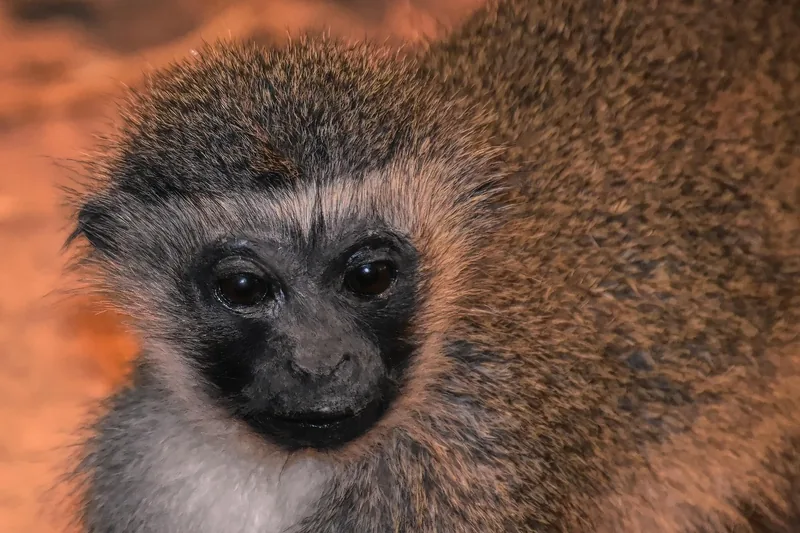 1-Day Golden Monkey Trekking in Volcanoes National Park - Rwanda safari gallery image