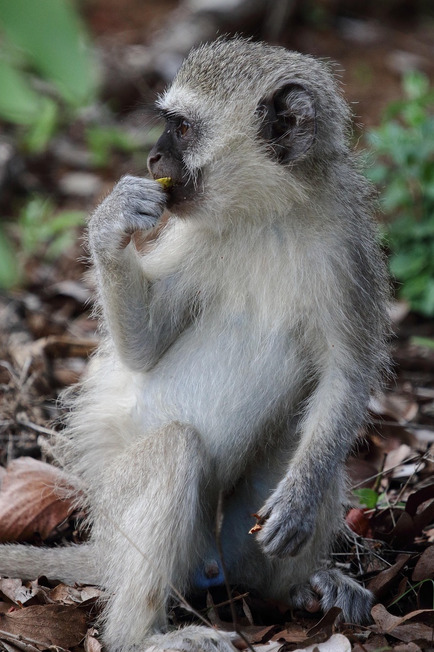5-Day Rwanda Chimps , Colobus Monkeys & Canopy Walk Tour - Rwanda gallery image