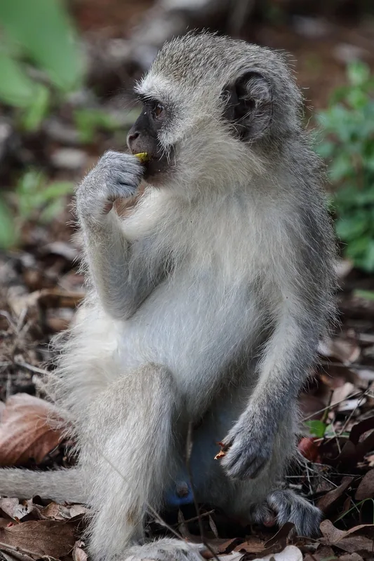 5-Day Rwanda Chimps , Colobus Monkeys & Canopy Walk Tour - Rwanda gallery image
