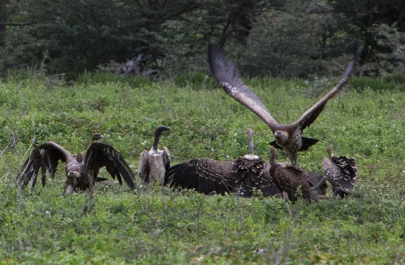2-Day Fly in Shared Midrange Lodge Tarangire&Ngorongoro gallery image