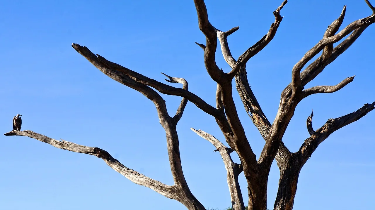7-Day Botswana Safari gallery image